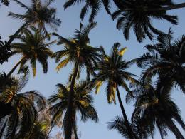 Palms