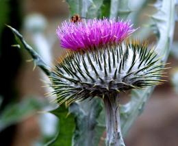 Thistle