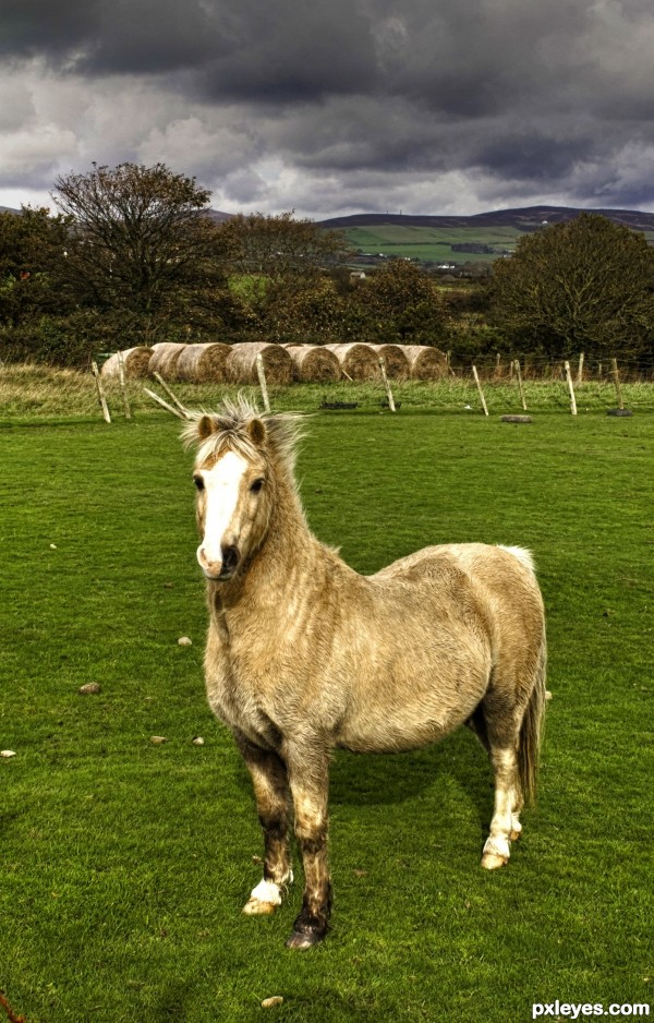 Cream coloured Ponies