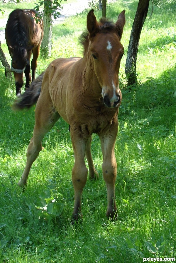 litle foal