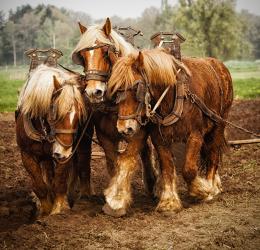 Cream Colored Ponies