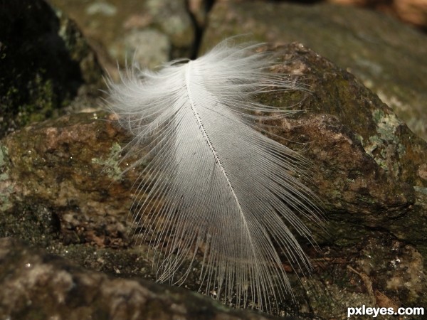 A lost feather