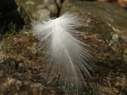 A lost feather