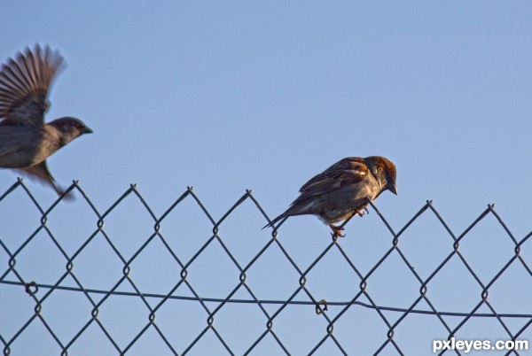 Sitting on the fence