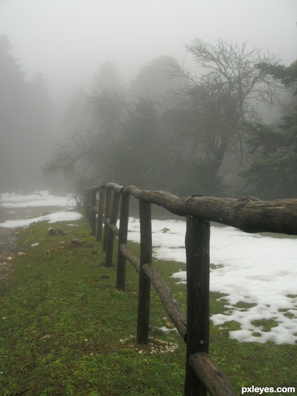 Wooden fence in the forest