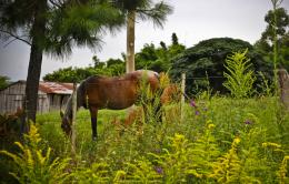 Aroundthefield