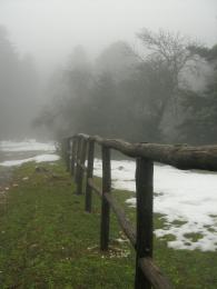 Wooden fence in the forest