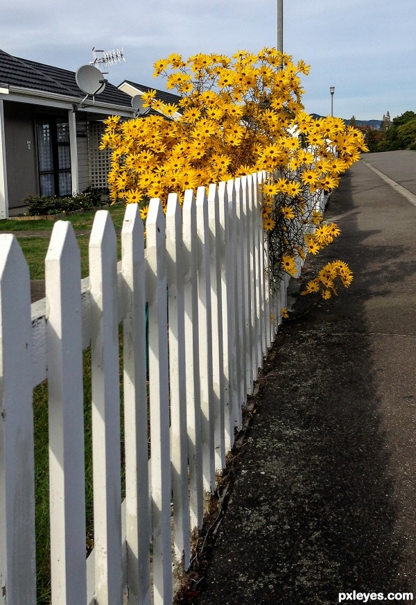 White picket-fence 