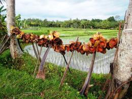 coconut fence