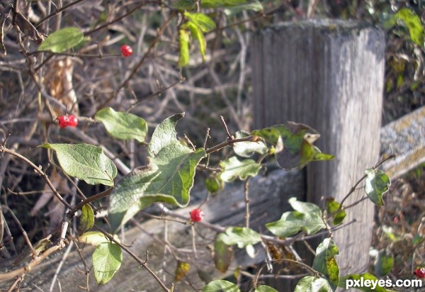 Berries and Fence