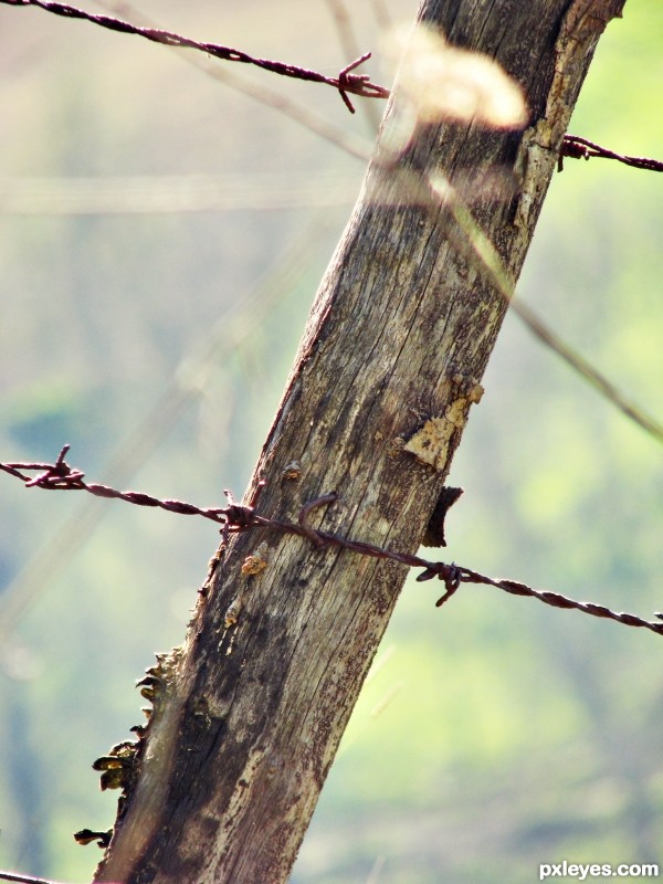 Barb wire 