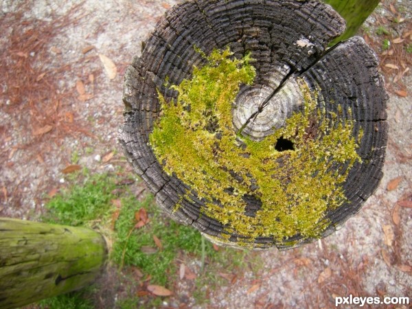 Fence post from above