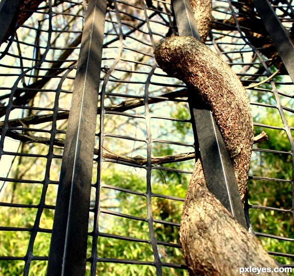 Fence and tree