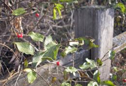 Berries and Fence