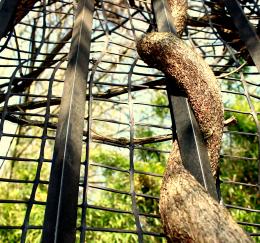 Fence and tree