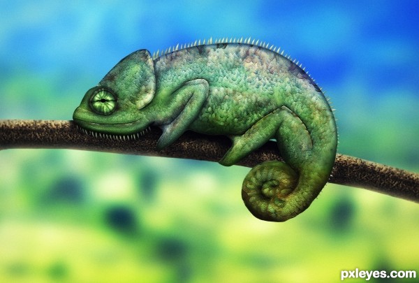 Chameleon photoshop picture)