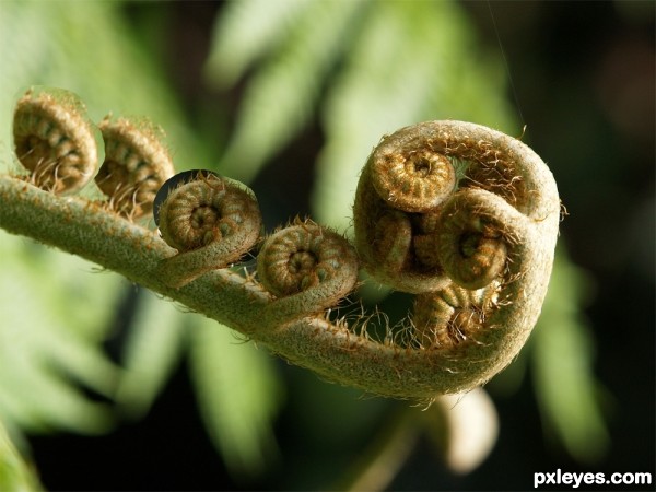 Creation of Fern Baby: Step 1