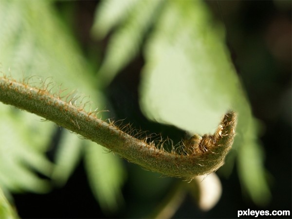 Creation of Fern Baby: Step 3
