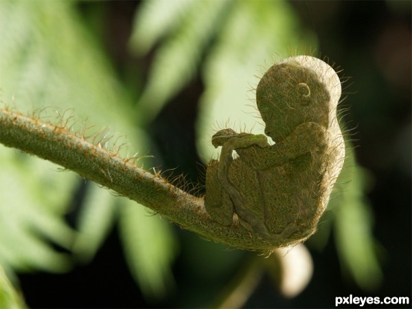 Creation of Fern Baby: Step 5