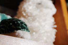 FibreTurtle