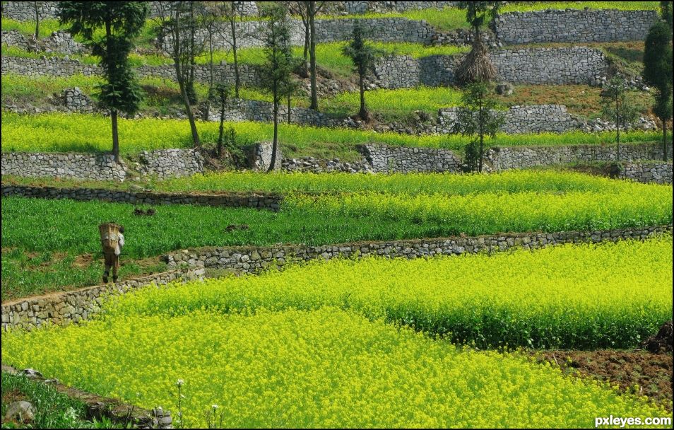 Rapeseed Field