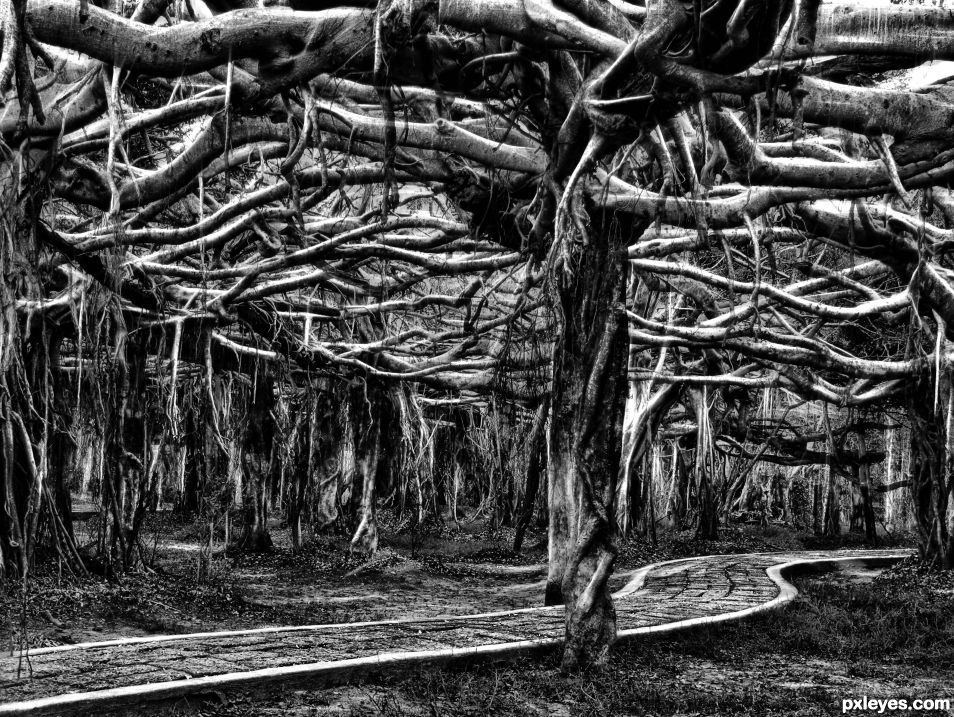 Banyan Forest 