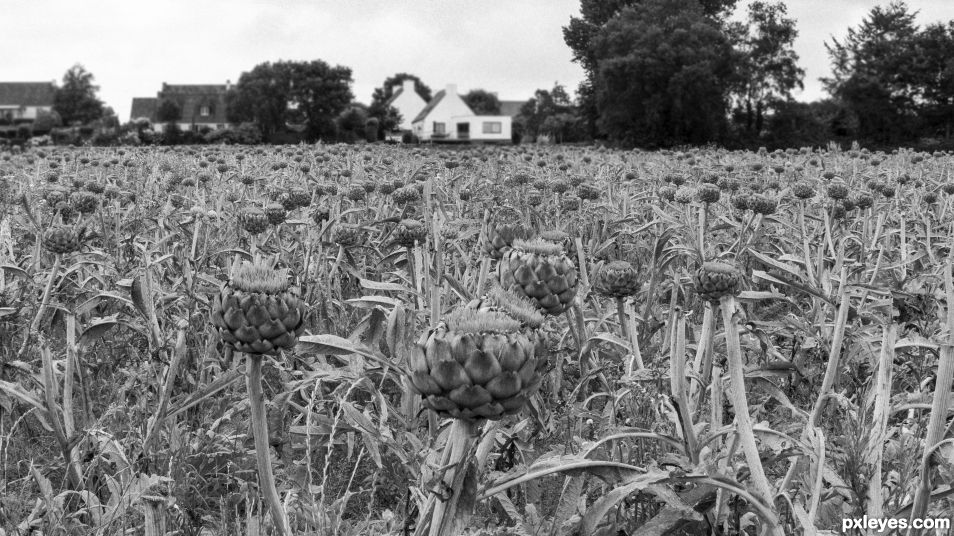 Artichokes