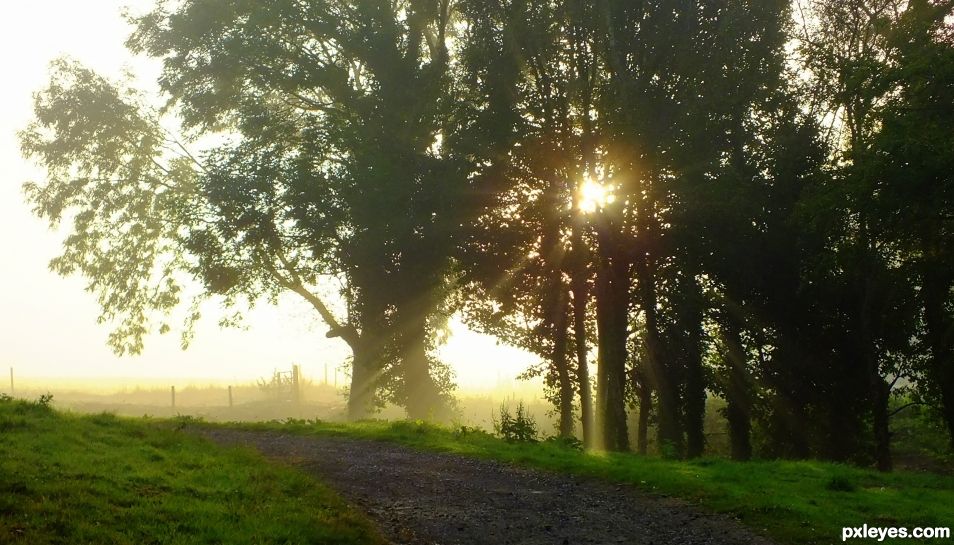 Forest Light