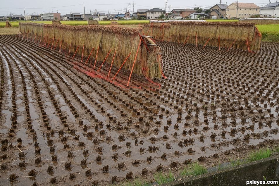 Harvested Field of Rice