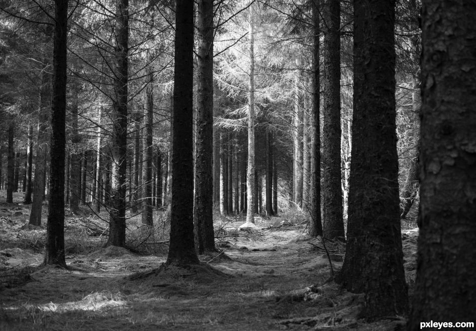 Forest in black and white
