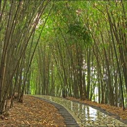 BambooForestPath