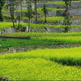 RapeseedField