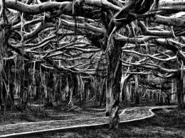 Banyan Forest  Picture