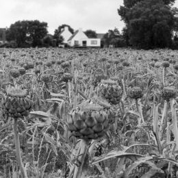 Artichokes