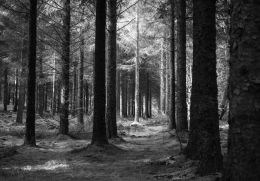 Forest in black and white