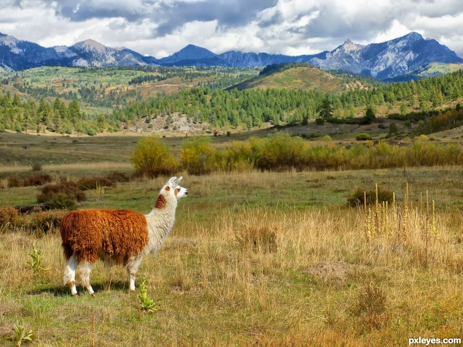 Colorado Llama Ranch