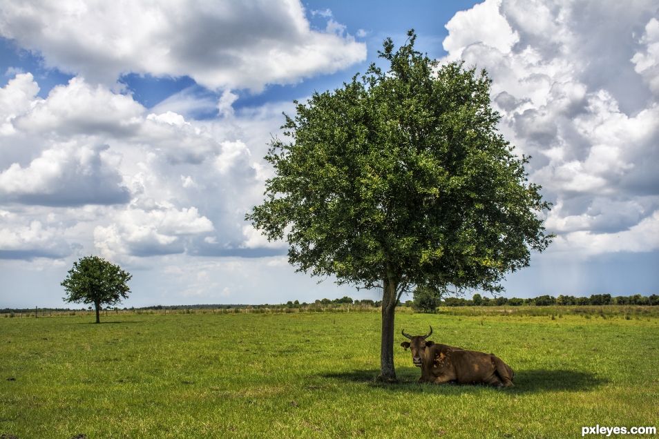 Florida Ranch