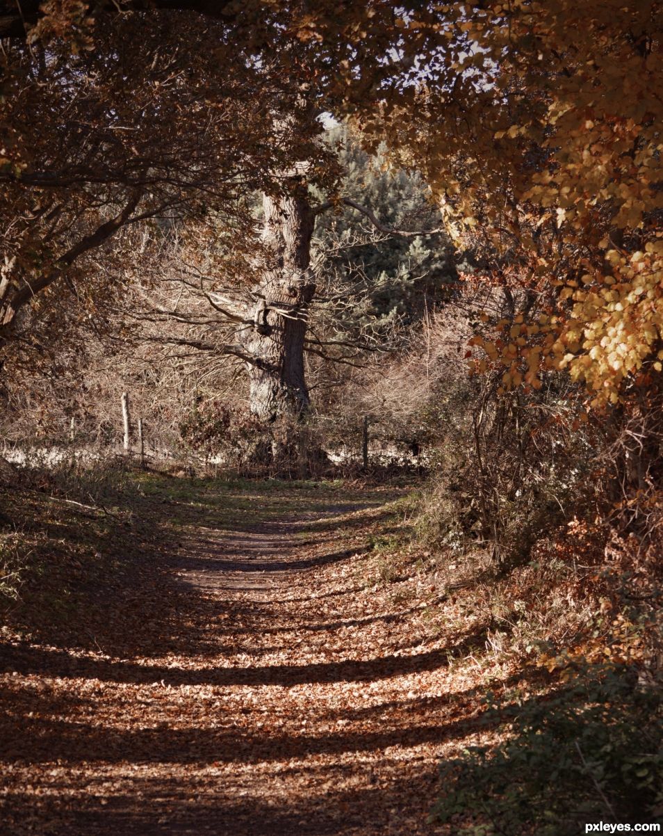 Forest Walk