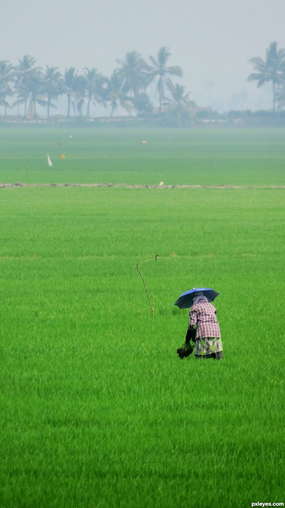 Worker in a paddy field 