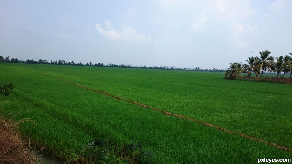 Green fields of Kerala 