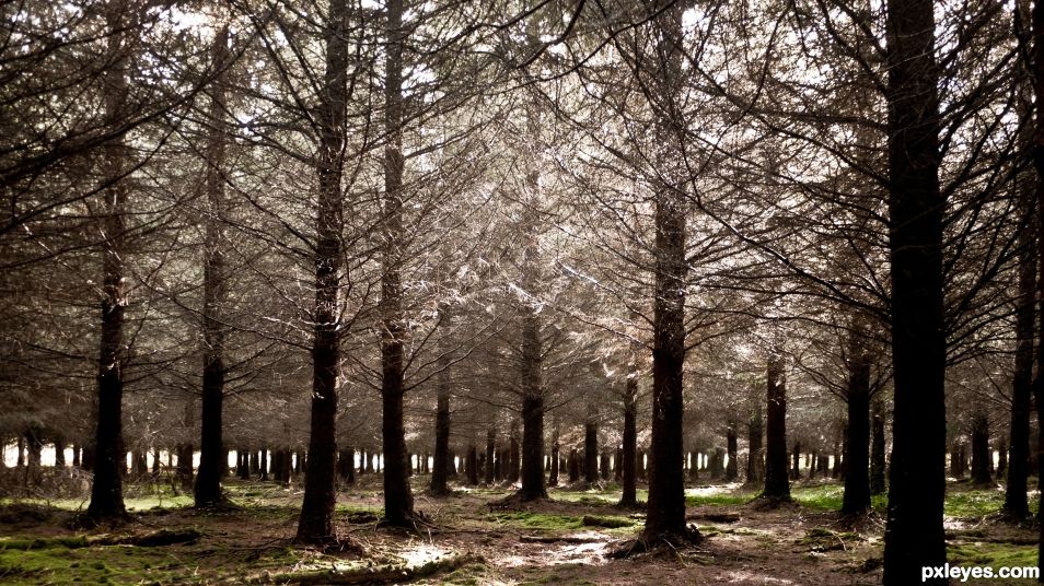 Forest under the Winter sun