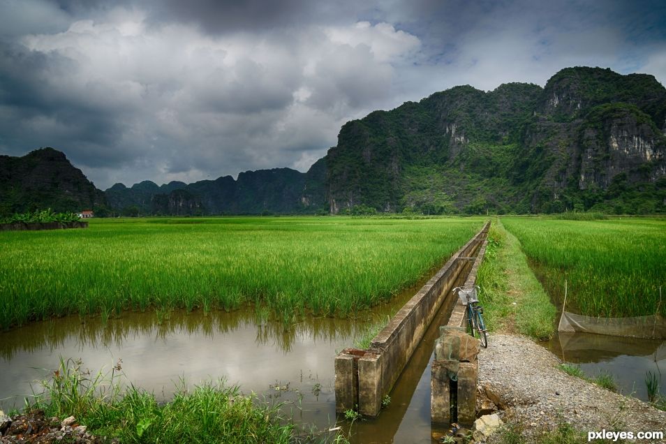 Rice Fields