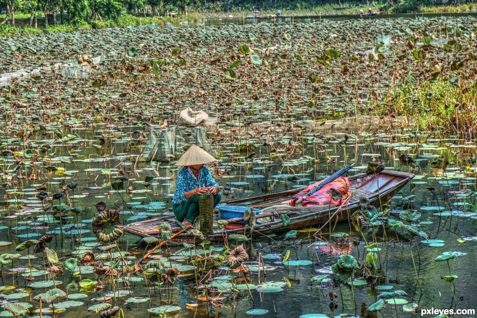 Lotus Field