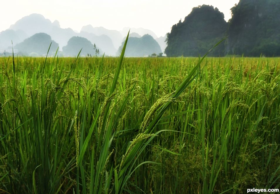 Rice Growing