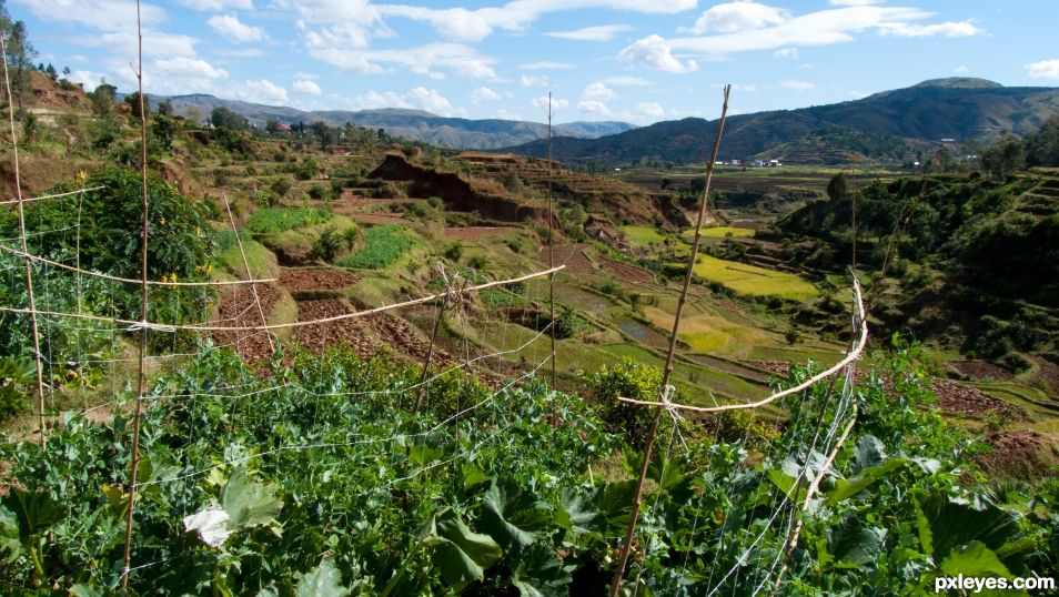 Terrace fields