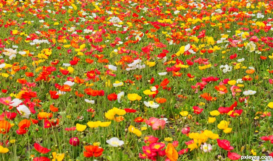 Field of poppies