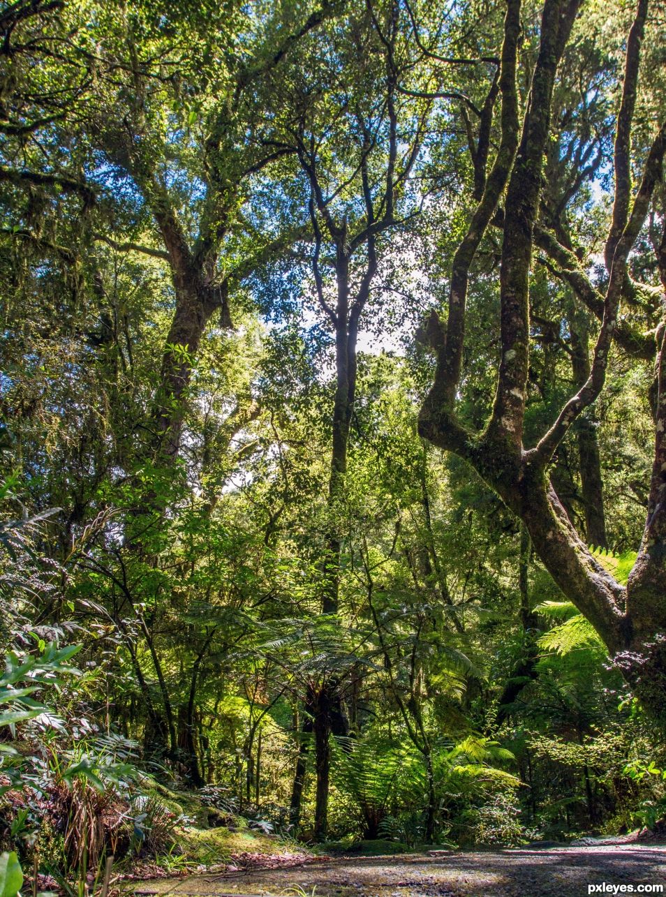 Sun in the forest