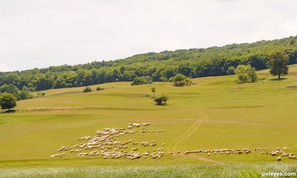 Landscape with sheep, pasture and forest