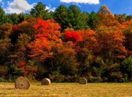 Fall Harvest