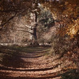 ForestWalk